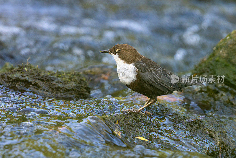 白喉雀(Cinclus Cinclus)